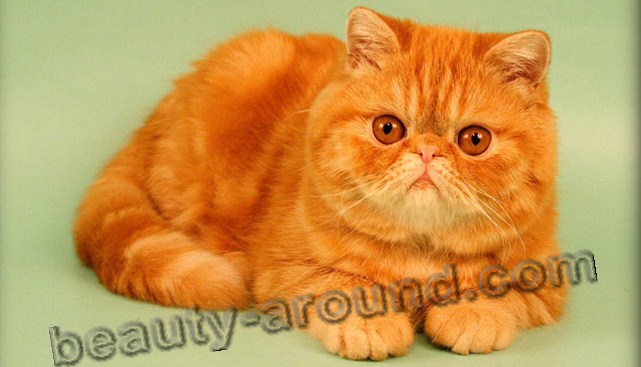 Exotic Shorthair beautiful cat breeds photos