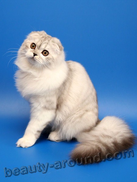 Scottish Fold beautiful cat breeds photos