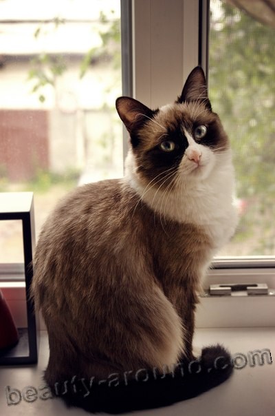 Snowshoe beautiful cat breeds photos