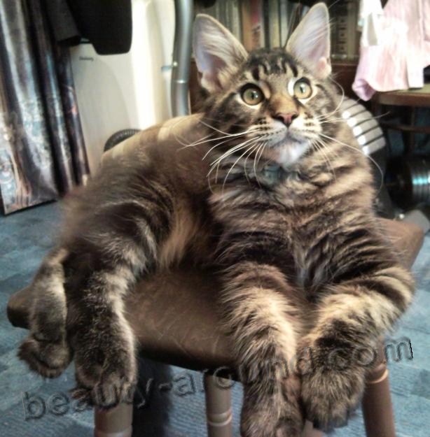 Maine Coon beautiful cat breeds photos