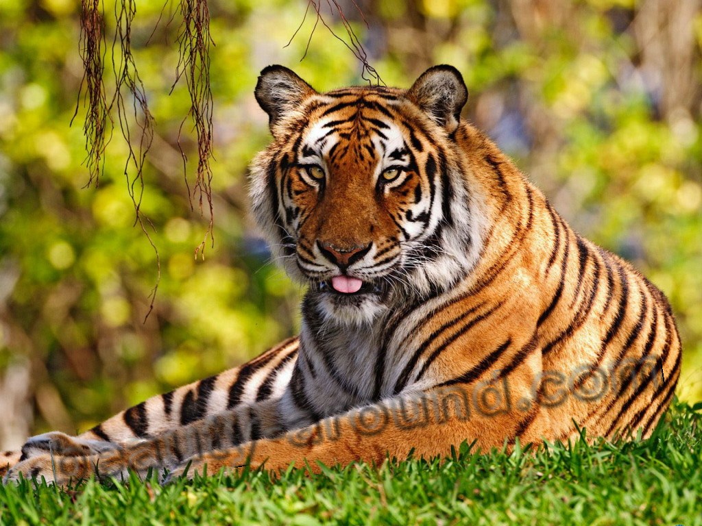 Тигр красивые фото животных
