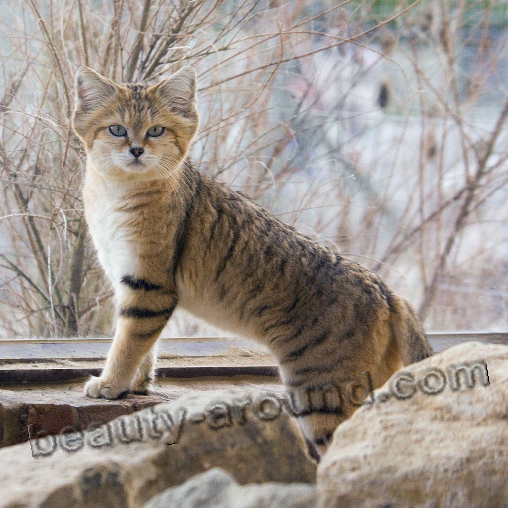 Барханный кот (песчаный кот или барханная кошка)