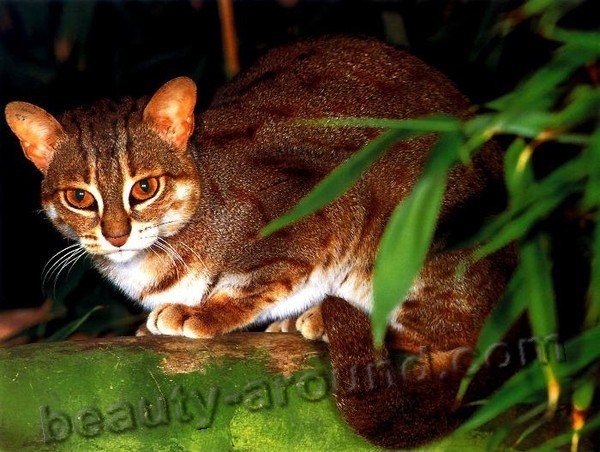 Ржавая кошка (пятнисто-рыжая кошка)