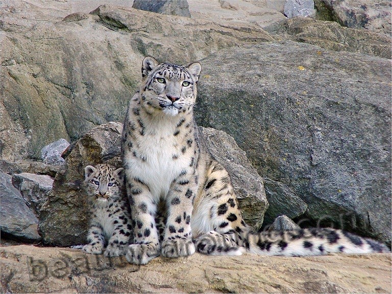 Снежный барс (ирбис или снежный леопард) красивые фото животных