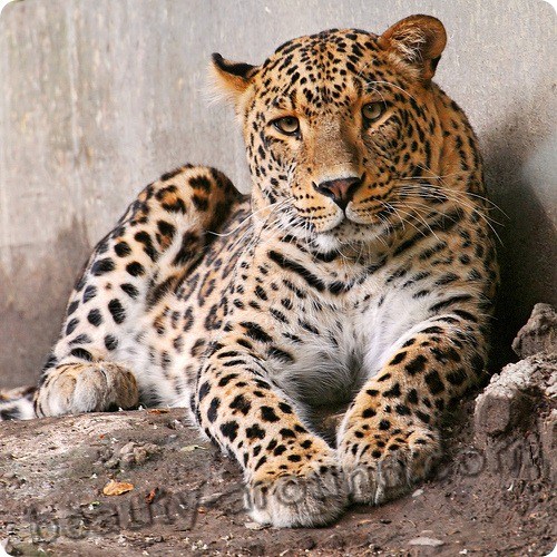 Леопард красивые фото животных