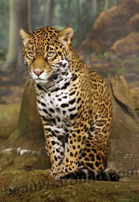 Ягуар красивые фото животных