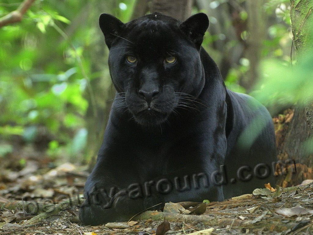 Чёрная пантера красивые фото животных