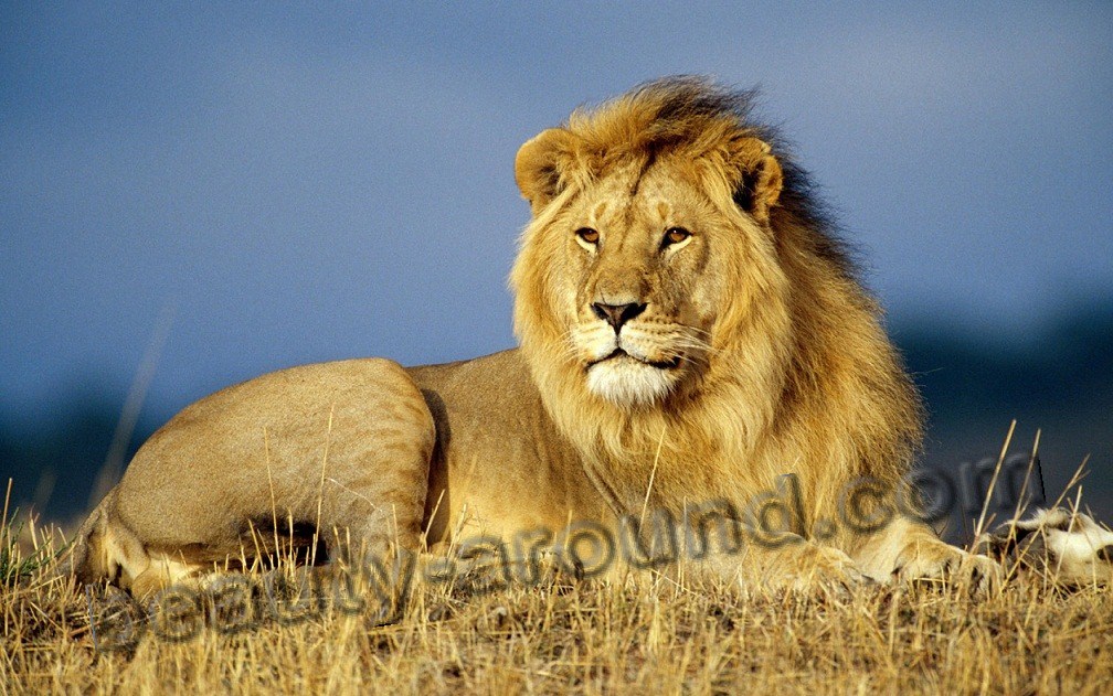 Самый красивый лев