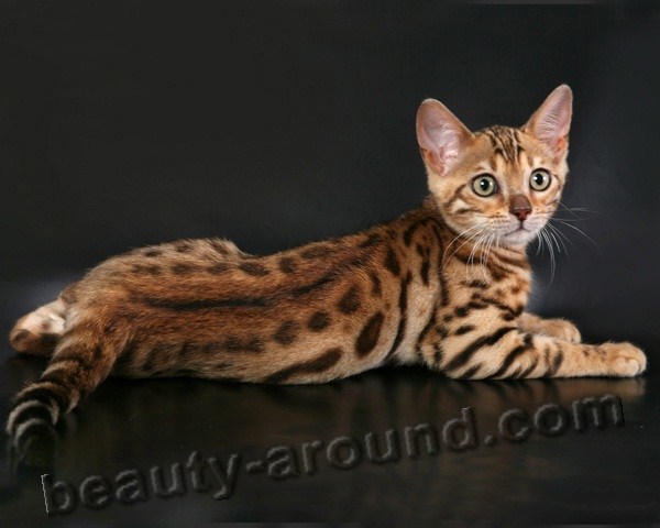 Bengal cat beautiful cat breeds photos