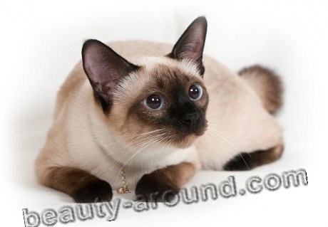 Siamese Cat beautiful cat breeds photos