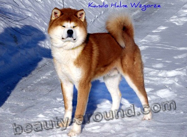 Akita Inu  Beautiful photos of dog breeds