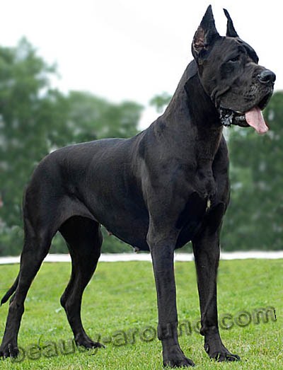 German mastiff Beautiful photos of dog breeds