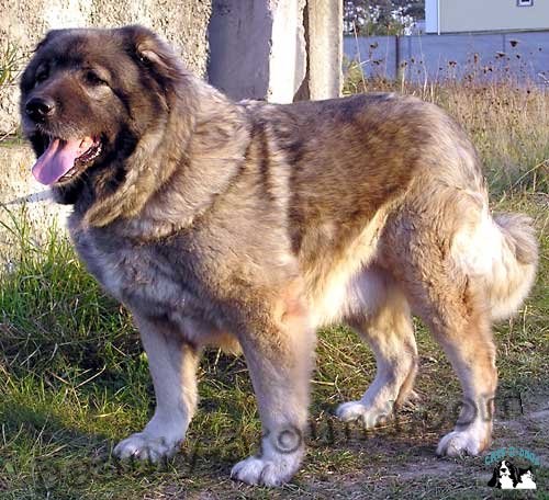 Кавказская овчарка самая красивая собака, породы собак с фото