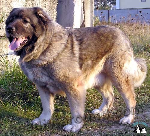 Caucasian Shepherd Beautiful photos of dog breeds