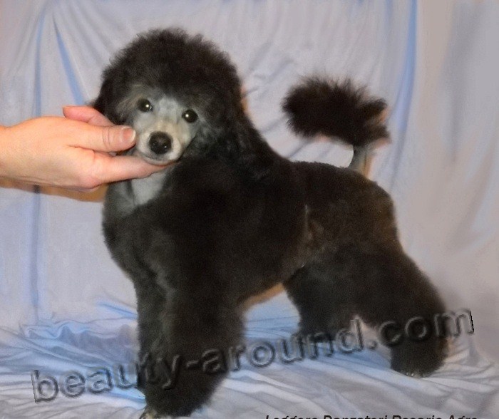Poodle Beautiful dog breed