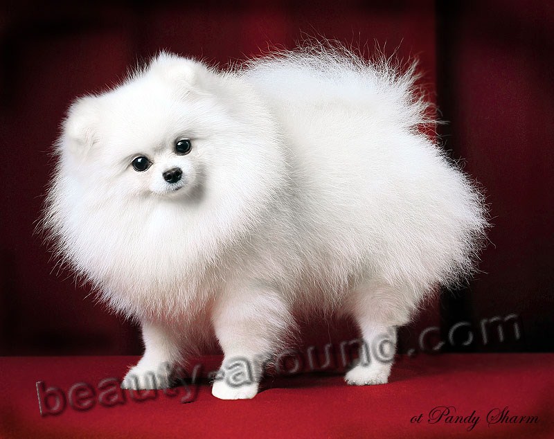 Pomeranian Beautiful photos of dog breeds