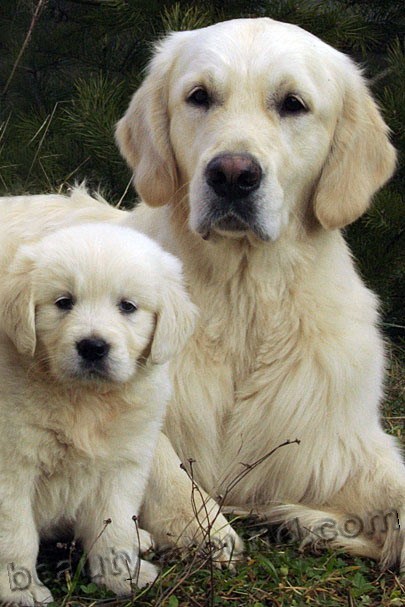 Золотистый ретривер, или Голден ретривер  служебная порода собак, породы собак с фотографиями