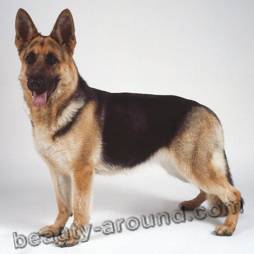 German shepherd Beautiful photos of dog breeds