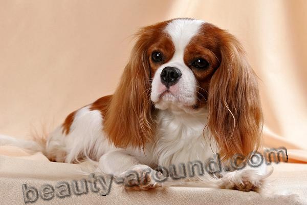 Cavalier King Charles Spaniel beautiful photos of dog breeds