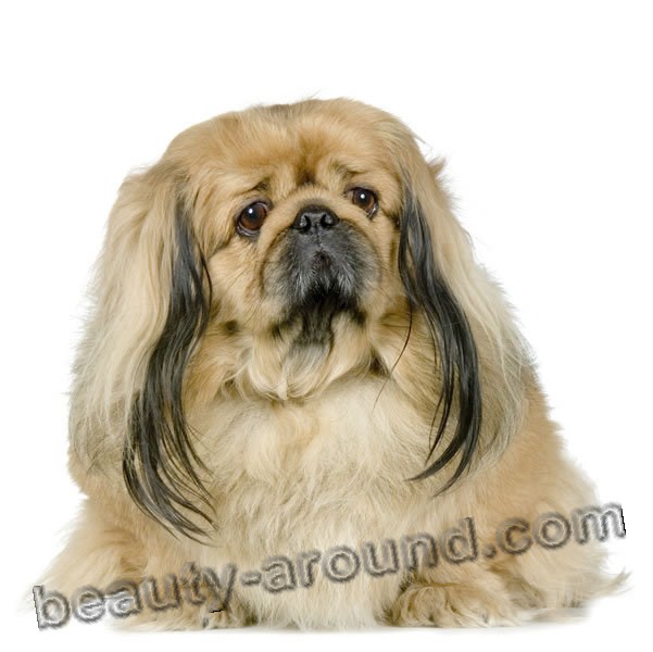 Pekinese  Beautiful photos of dog breeds