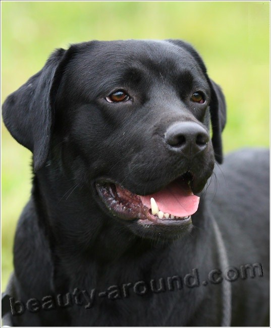 Labrador Retriever  Beautiful photos of dog breeds