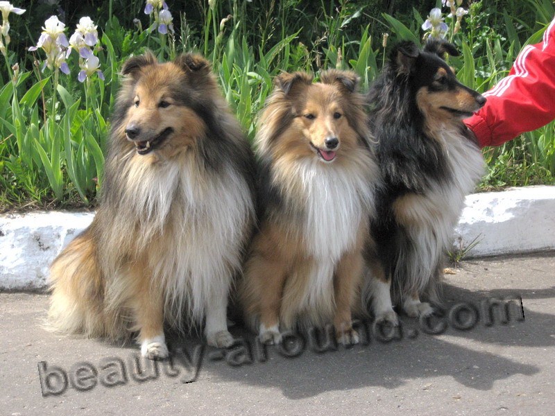 Sheltie Shetland Beautiful photos of dog breeds