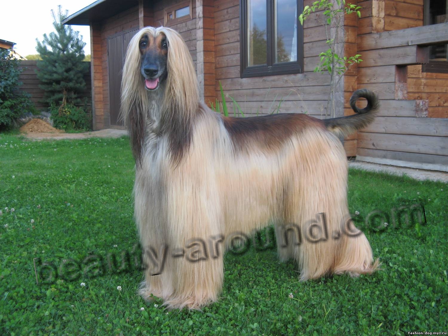 Beautiful photos of dog breeds Afghan Hound (Afghan)