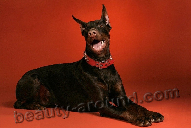 Doberman Beautiful photos of dog breeds