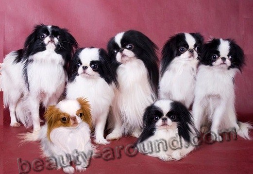 Japan Chin Beautiful photos of dog breeds