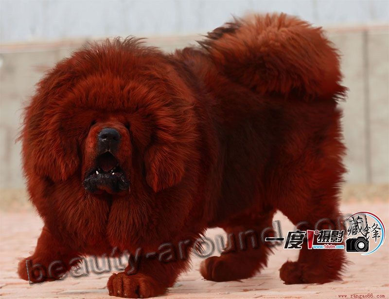 Тибетский мастиф самые красивые собаки с выставок, породы собак с фотографиями