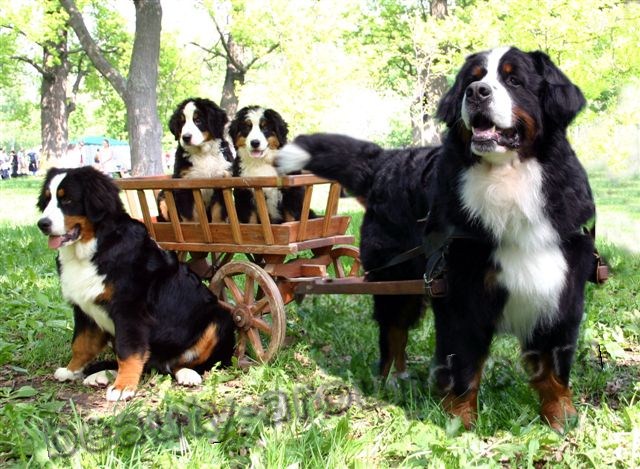 Bernese Sennenhund Beautiful photos of dog breeds