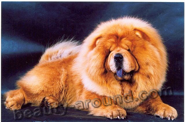 Chow-chow Beautiful photos of dog breeds