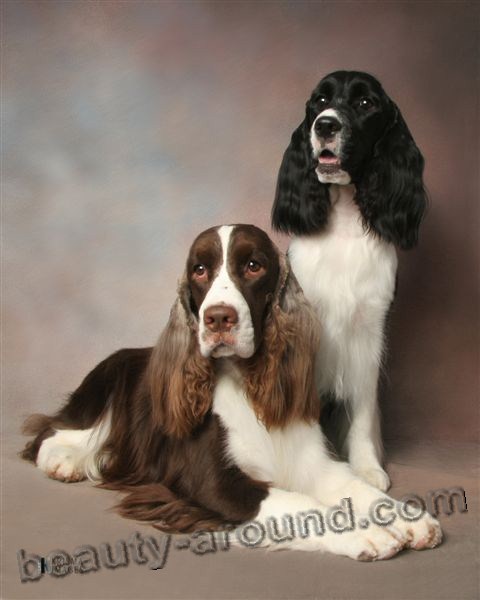 English Springer Spaniel Beautiful photos of dog breeds