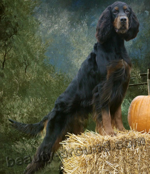 Scottish Setter (black and tan setter) Beautiful dog breed