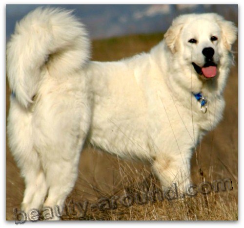 Hungarian Kuvasz Beautiful photos of dog breeds