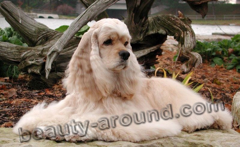 Американский кокер-спаниель фото красивых собак, породы собак с фотографиями