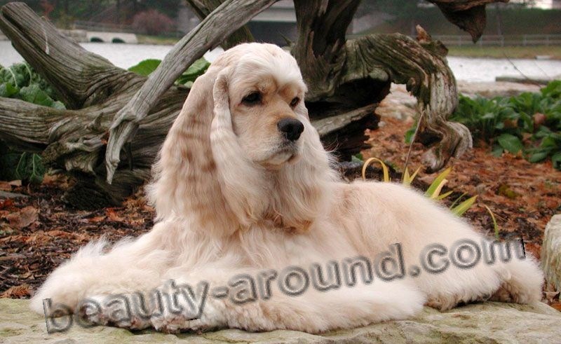 American Cocker Spaniel Beautiful photos of dog breeds