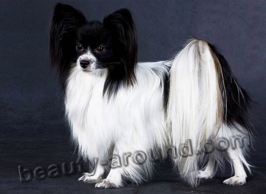 Papillon Beautiful photos of dog breeds