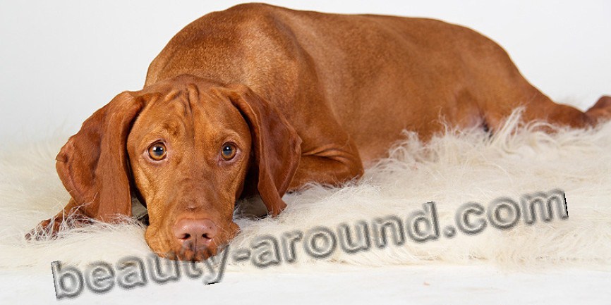 Hungarian Pointer Beautiful dog breeds