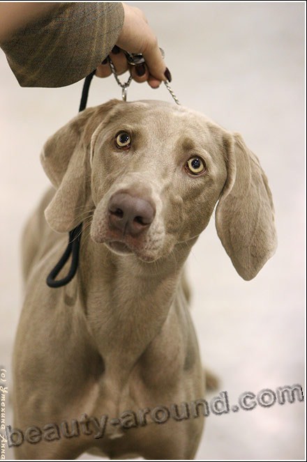 Weimar Pointer Beautiful photos of dog breeds