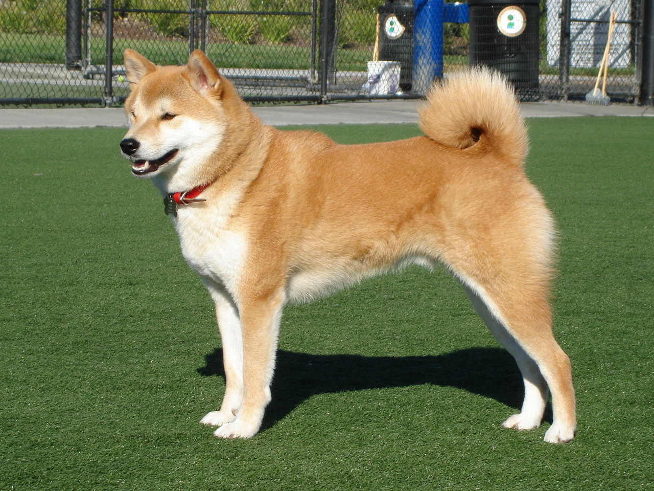 Akita-inu Expensive Dog Breeds