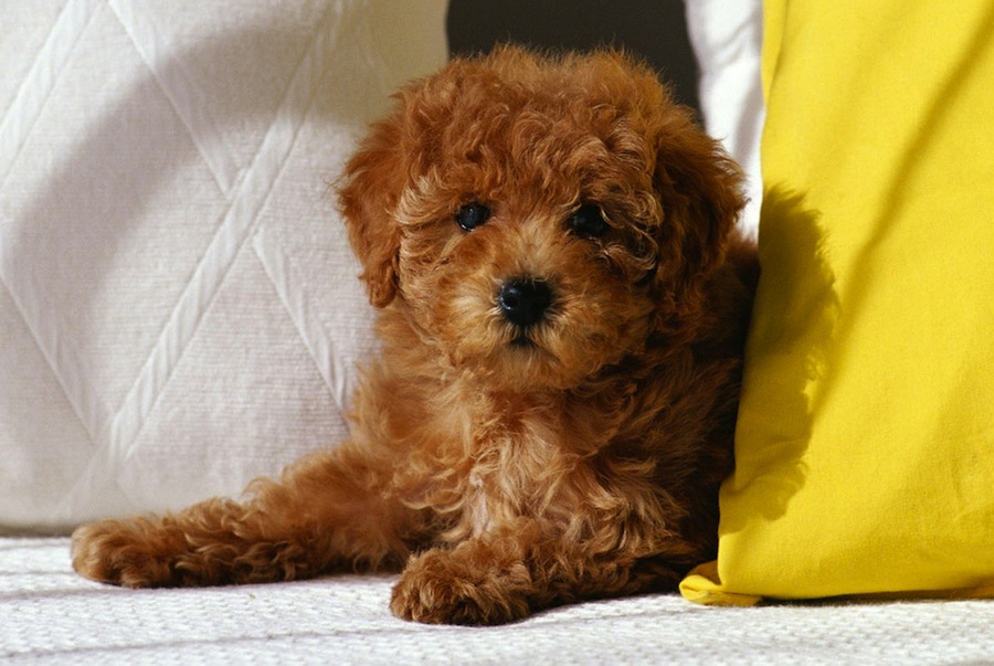 Japanese miniature poodle Expensive Dog Breeds