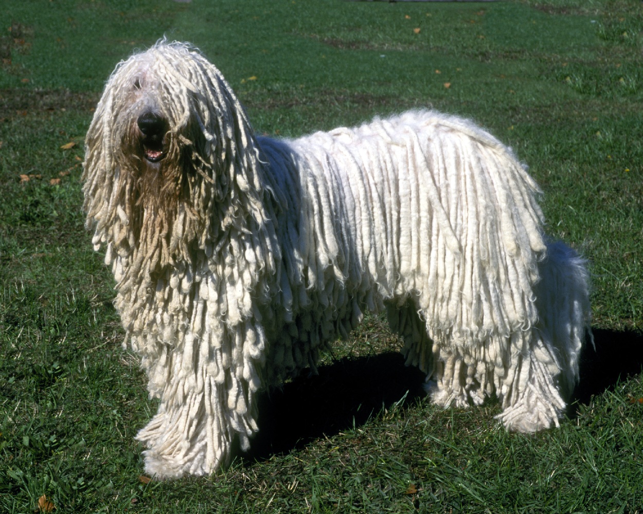 Komondor Expensive Dog Breeds