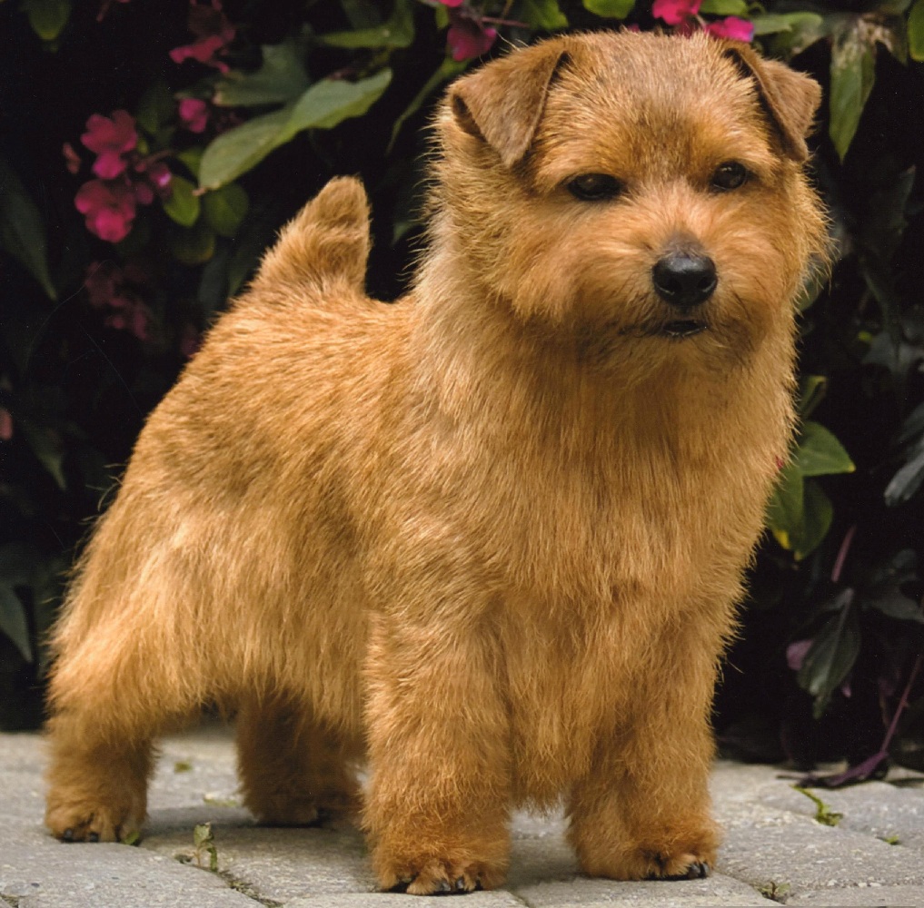 Norfolk Terrier Expensive Dog Breeds