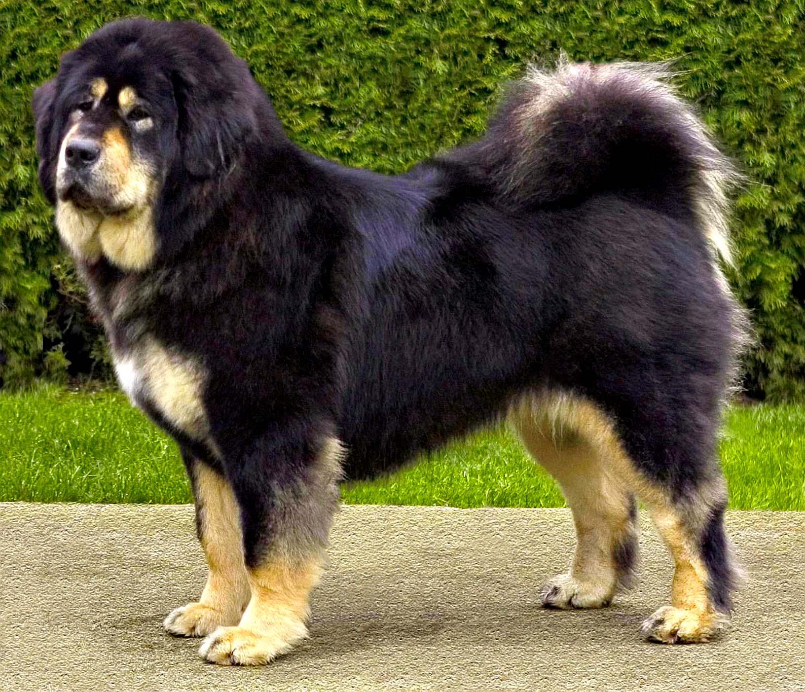 Tibetan Mastiff Expensive Dog Breeds