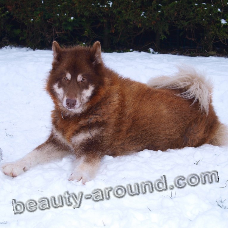 Red Canadian Eskimo Dog photo