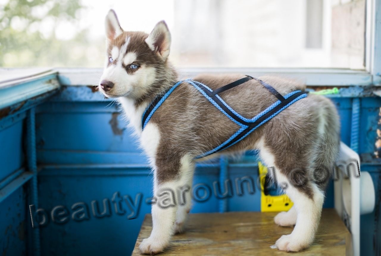 Sled puppy harness photo