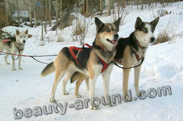 Sled dog breed Sakhalin Husky photo