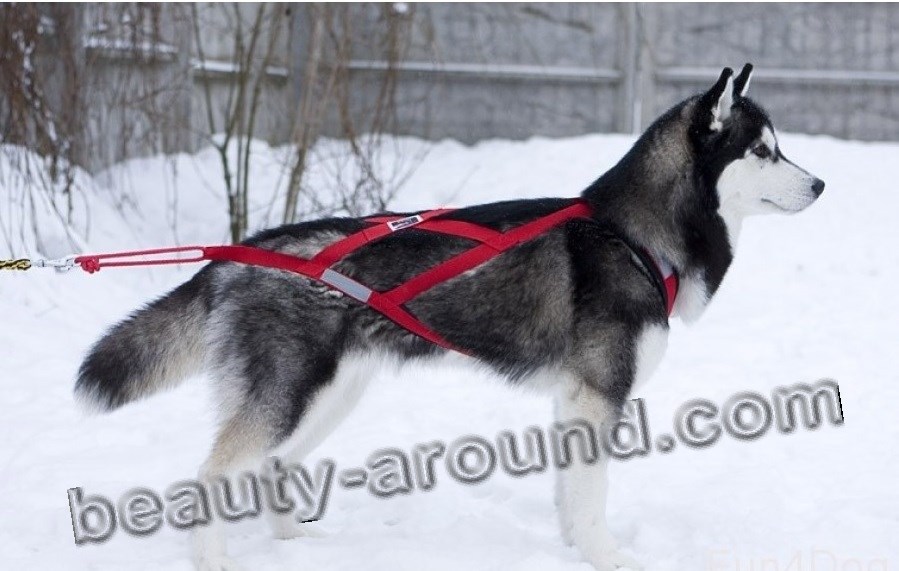 Sled dog harness photo