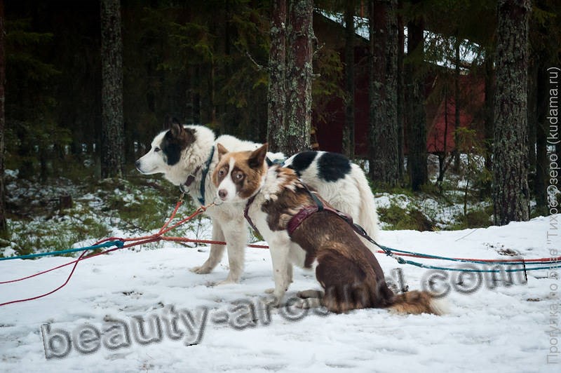 Chukotka sled dog seldom breed photo